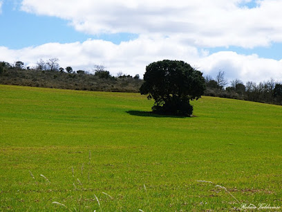 Imagen de Área Recreativa del Monte Los Propios situado en Tariego de Cerrato, Palencia