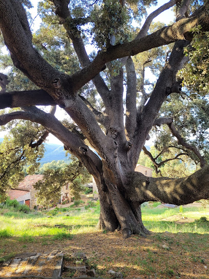 Imagen de Carrasca de Culla situado en Culla, Castellón