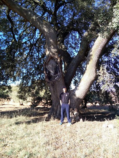 Imagen de Carrasca del Tío Salomón situado en Palomares del Campo, Cuenca