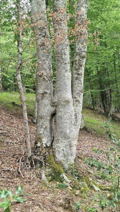 Imagen de Centro de Interpretación Hayedo de Montejo situado en Montejo de la Sierra, Madrid