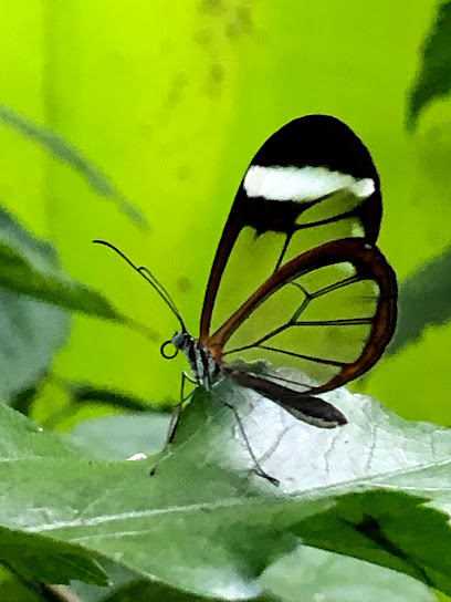 Imagen de Jardín de las Mariposas situado en Santillana del Mar, Cantabria