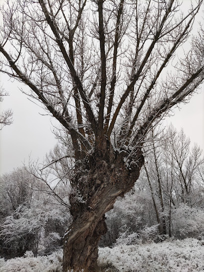 Imagen de Parque Cultural del Chopo Cabecero del Alto Alfambra situado en Aguilar del Alfambra, Teruel