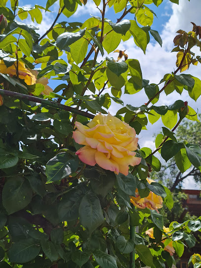 Imagen de Parque de La Rosaleda situado en Guadalajara, Guadalajara