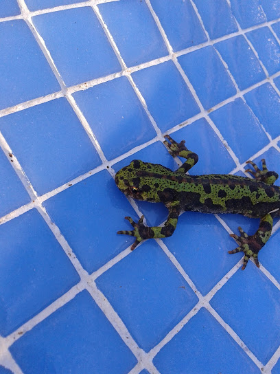 Imagen de Piscina de Fuensaldaña situado en Fuensaldaña, Valladolid