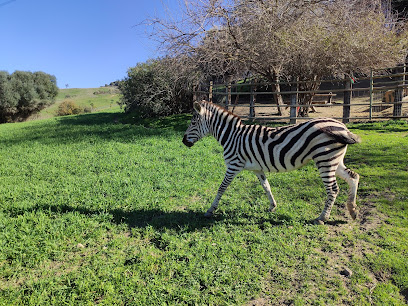 Imagen de Zoo Reserva Animal La Pequeña África situado en Los Ángeles, Cádiz