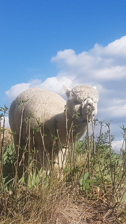 Imagen de alpacat situado en nan, Barcelona